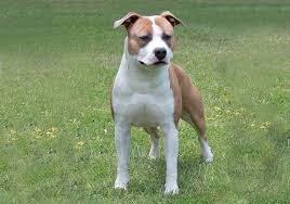 And so are the dogs that carry the name and the legacy. American Staffordshire Terrier Breeds