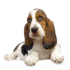 If you need assistance please contact our public education coordinator. Basset Hound Dog Breed Information Continental Kennel Club