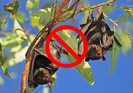 15 tips on how to get rid of bats fast