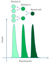 Viafluor Cfse Cell Proliferation Kit Chemometec