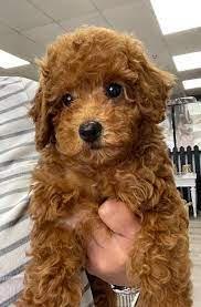 red toy poodle love my puppy