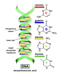 O enzyme that couples an amino acid to a specific trna based on its anticodon. Dna Rna Summary