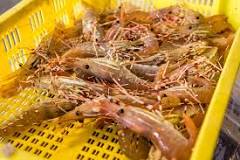 What is so special about spot prawns?