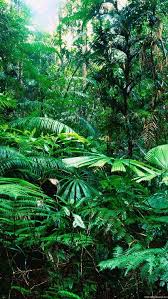 jungle forest forest jungle background