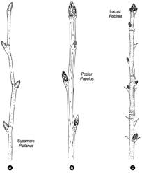 the monocot stem stems introduction