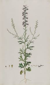 File:Delphinium peregrinum.jpg - Wikipedia