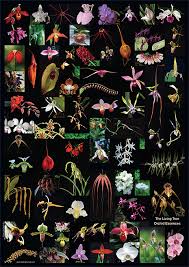 Orchid Essence Posters Meridian Chakra Charts Living