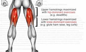 lower body leg workout exercises and
