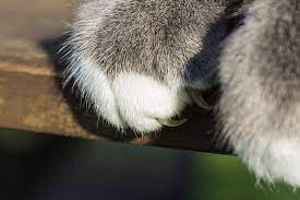 trim your cat s nails