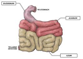 parts of a small intestine a quick guide