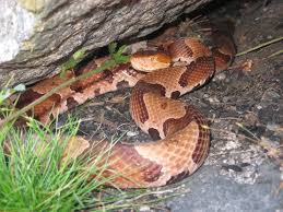 endangered copperheads make home in