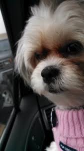 Maltese shih tzu (malshi) is a mix of a maltese the origin of shih tzu is ancient and is covered in a lot of mystery. The Maltese Shih Tzu Malshi Best Dog Ever Pethelpful
