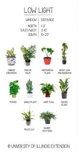 Low Light Plants You Can Grow Anywhere The Whoot
