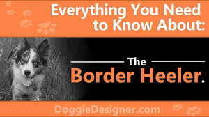 Blue Heeler Border Collie Mix The Complete Border Heeler Guide