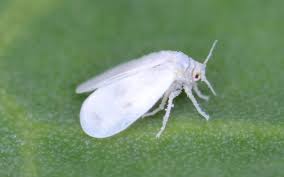 How To Get Rid Of Whitefly Kings