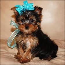 Uptown puppies offers a free puppy finder service that connects responsible, ethical breeders with responsible, ethical buyers in tennessee. Yorkshire Terrier Puppies For Sale Memphis Tn Yorkie Puppy Teacup Yorkie Teacup Yorkie Puppy