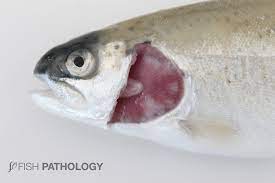 Fish Pathology gambar png