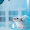 Animal Testing Should Be Banned