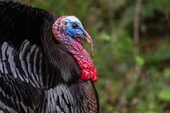 What is a turkeys neck called?