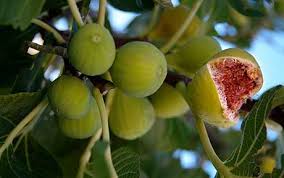 fig fruit tree ile ilgili görsel sonucu