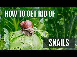 how to get rid of snails 4 easy steps