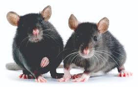 4 diseases caused by rodent droppings