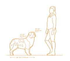 Australian Shepherd Dimensions Drawings Dimensions Guide