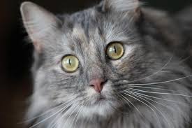 Resultado de imagen para imagenes de gatos con ojos grandes