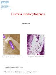 It is a facultative anaerobic bacterium, capable of surviving in the presence or absence of oxygen. Listeria