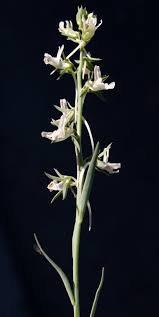 פשתנית ארם-צובא – Linaria chalepensis (L.) Mill. | צמחיית ישראל ברשת