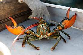 biden state dinner serves up lobster à
