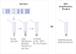 gel slice or pcr lification