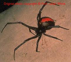 red back spider antivenom