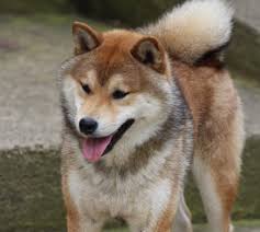 Want to buy a puppy? Japanese Shiba Inu Shiba Inu Breeders Specialists Uk