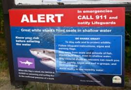 surveillance of white sharks increases