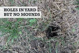 holes in yard no mounds why small