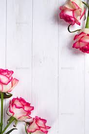 roses frame on wooden white background