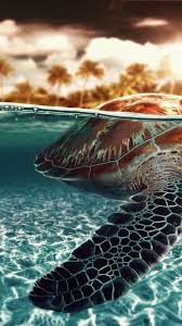 sea turtle desktop hd wallpaper 79139