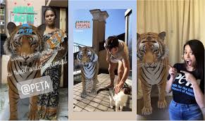 This video is about how to view the google 3d animals in your mobile phone and fix to the problem of not showing view in your. Take A Safe Tiger Selfie From Home Here S How Peta