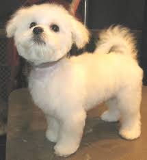 Maybe you would like to learn more about one of these? Short Maltese Haircut Styles Novocom Top