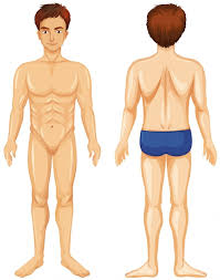 human body back vectors ilrations