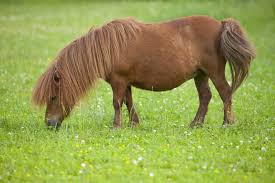 Image result for pony