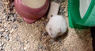 safe hamster bedding hamster society