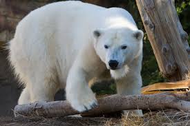 Polar Bear San Diego Zoo Animals Plants