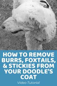 how to remove burrs foxtails and
