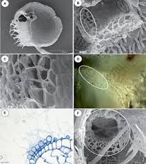 The Structure and Occurrence of a Velum in Utricularia ... - Frontiers