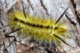 Black caterpillar with long white hairs, a yellow stripe, and red parts. Tussock Moth Caterpillar What S That Bug
