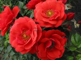 rose flower carpet scarlet rosfcsca2 5