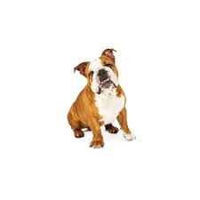 english bulldog puppies pittsburgh