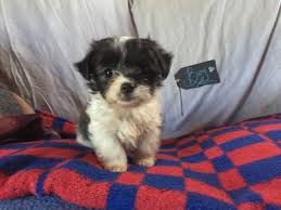 The shih tzu chihuahua mix has average needs as far as exercise is concerned. Chihuahua Shih Tzu Litter 06 08 2017 Puppy Id 846 Paradise Puppies